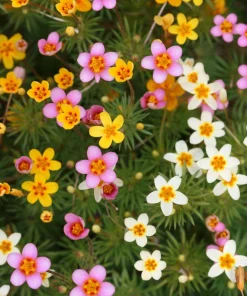 False Babystars Flower Seeds - Mixed Colors Leptosiphon Androsaceus, 100 Seeds - Image 1