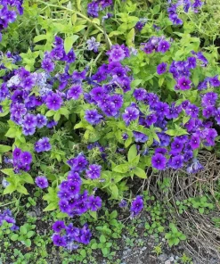 False Babystars Flower Seeds - Mixed Colors Leptosiphon Androsaceus, 100 Seeds - Image 2
