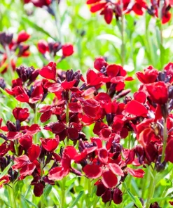 False Babystars Flower Seeds - Mixed Colors Leptosiphon Androsaceus, 100 Seeds - Image 3