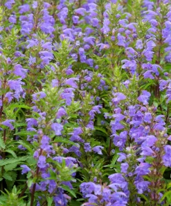 False Dragonhead Seeds - Obedient Plant, Purple Flowers, 50 Seeds - Image 10