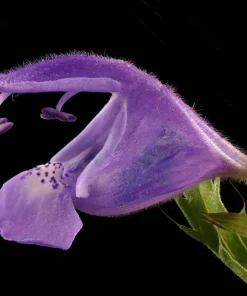 False Dragonhead Seeds - Obedient Plant, Purple Flowers, 50 Seeds - Image 2