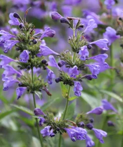 False Dragonhead Seeds - Obedient Plant, Purple Flowers, 50 Seeds - Image 3