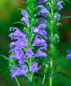 False Dragonhead Seeds - Obedient Plant, Purple Flowers, 50 Seeds - Image 4