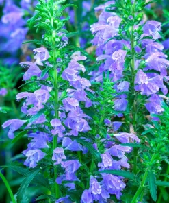 False Dragonhead Seeds - Obedient Plant, Purple Flowers, 50 Seeds - Image 5