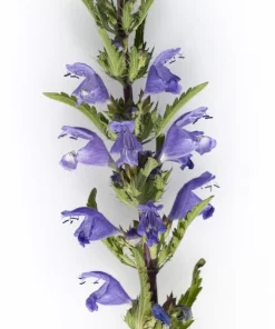 False Dragonhead Seeds - Obedient Plant, Purple Flowers, 50 Seeds - Image 6