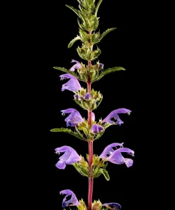 False Dragonhead Seeds - Obedient Plant, Purple Flowers, 50 Seeds - Image 7