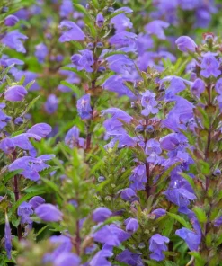 False Dragonhead Seeds - Obedient Plant, Purple Flowers, 50 Seeds - Image 8