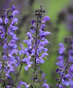 False Dragonhead Seeds - Obedient Plant, Purple Flowers, 50 Seeds - Image 9