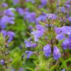 False Dragonhead Seeds - Obedient Plant, Purple Flowers, 50 Seeds - Image 1