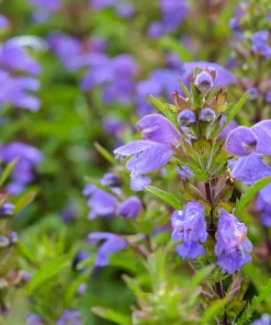 False Dragonhead Seeds - Obedient Plant, Purple Flowers, 50 Seeds - Image 1