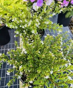 False Heather Live Plant – Cuphea hyssopifolia – Compact Shrub – Outdoor - Image 2