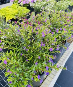 False Heather Live Plant – Cuphea hyssopifolia – Compact Shrub – Outdoor - Image 3