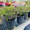 False Heather Live Plant – Cuphea hyssopifolia – Compact Shrub – Outdoor - Image 1