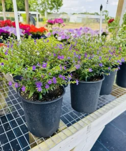 False Heather Live Plant – Cuphea hyssopifolia – Compact Shrub – Outdoor - Image 1