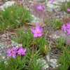 Fame Flower Rock Pink Live Plant - Phemeranthus calycinus - 3.5 Inch Pot - Image 1