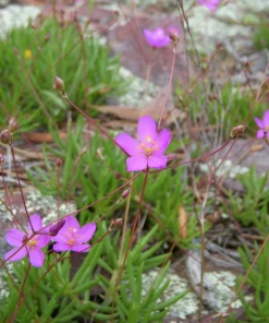Fame Flower Rock Pink Live Plant - Phemeranthus calycinus - 3.5 Inch Pot - Image 1