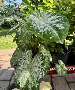 Fancy Leaf Caladium Live Plant - Tropical Elephant Ear Houseplant - Image 2