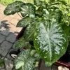 Fancy Leaf Caladium Live Plant - Tropical Elephant Ear Houseplant - Image 1