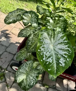 Fancy Leaf Caladium Live Plant - Tropical Elephant Ear Houseplant - Image 1