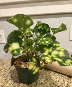 Farfugium japonicum 'Firefly' Live Plant - Firefly Leopard Plant Perennial - Image 2