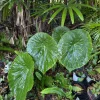 Farfugium japonicum 'Gigantea' Live Plant - Giant Leopard Plant Perennial Shade Garden - Image 1