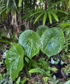 Farfugium japonicum 'Gigantea' Live Plant - Giant Leopard Plant Perennial Shade Garden - Image 1