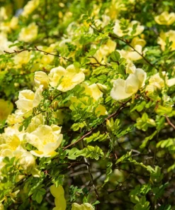 Father Hugo Rose Seeds - Golden Yellow Rosa Hugonis - 10 Seeds - Image 10