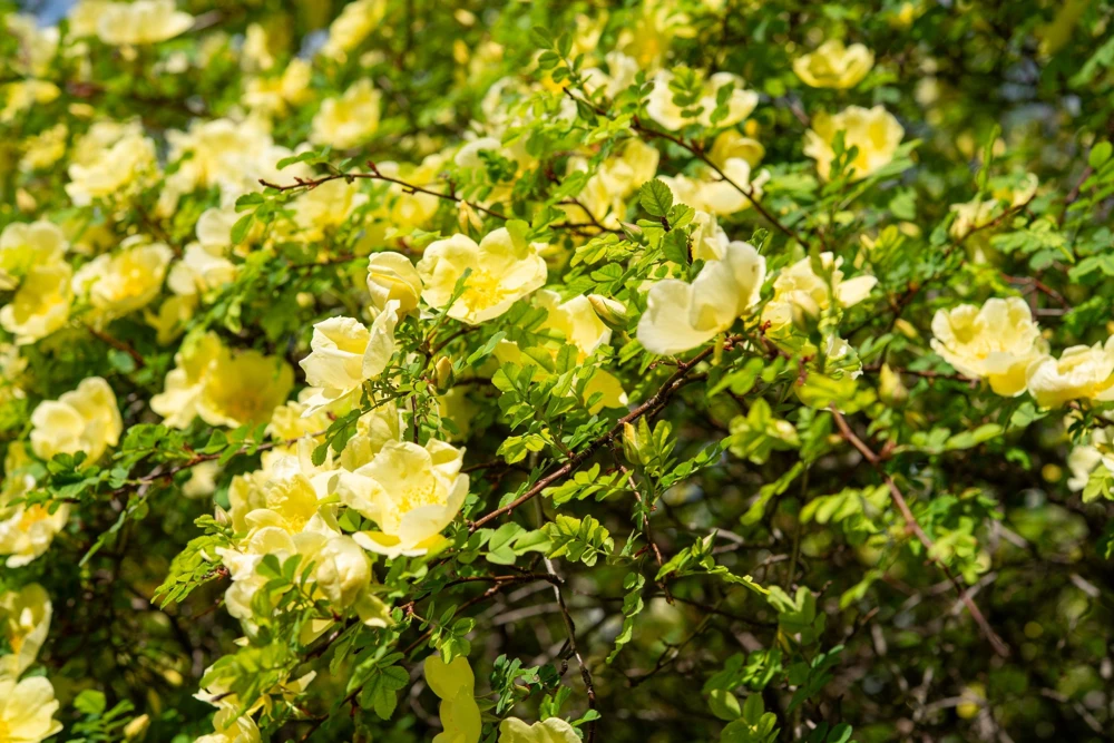 Father Hugo Rose Seeds - Golden Yellow Rosa Hugonis - 10 Seeds - Image 10
