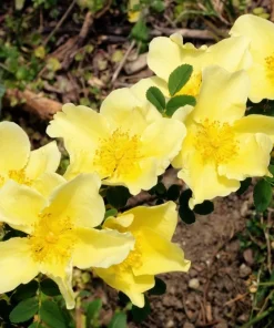 Father Hugo Rose Seeds - Golden Yellow Rosa Hugonis - 10 Seeds - Image 11