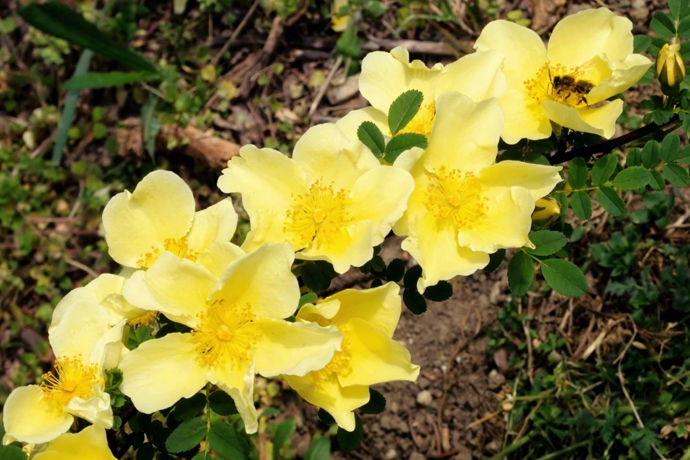 Father Hugo Rose Seeds - Golden Yellow Rosa Hugonis - 10 Seeds - Image 11