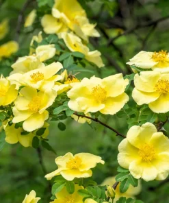 Father Hugo Rose Seeds - Golden Yellow Rosa Hugonis - 10 Seeds - Image 2