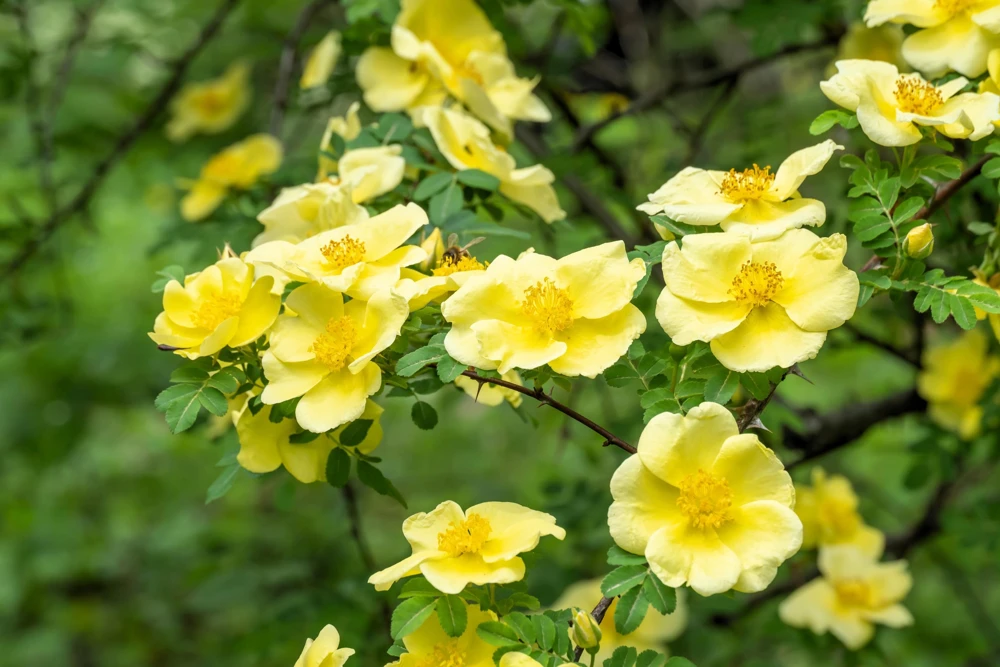 Father Hugo Rose Seeds - Golden Yellow Rosa Hugonis - 10 Seeds - Image 2