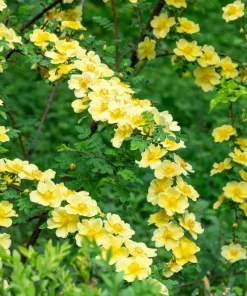 Father Hugo Rose Seeds - Golden Yellow Rosa Hugonis - 10 Seeds - Image 3