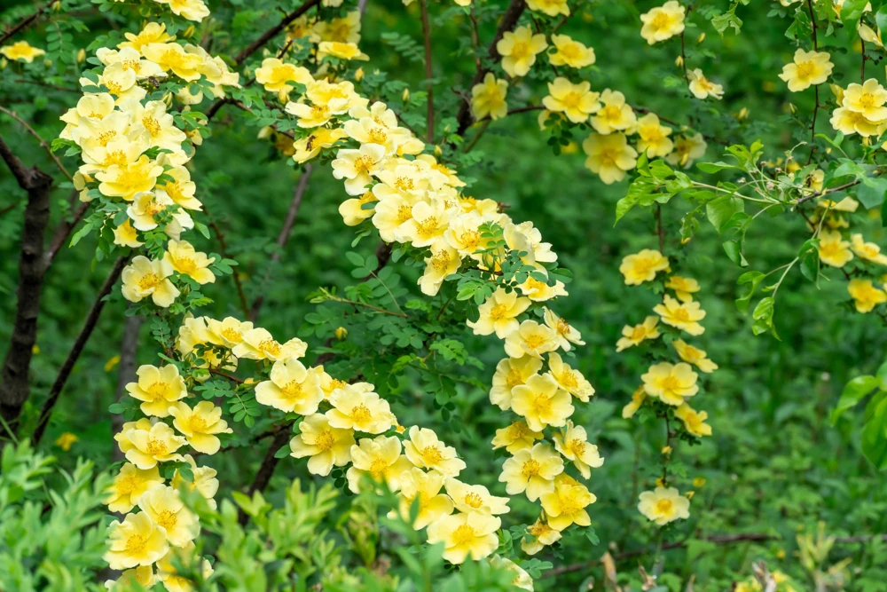 Father Hugo Rose Seeds - Golden Yellow Rosa Hugonis - 10 Seeds - Image 3