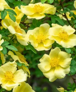 Father Hugo Rose Seeds - Golden Yellow Rosa Hugonis - 10 Seeds - Image 4