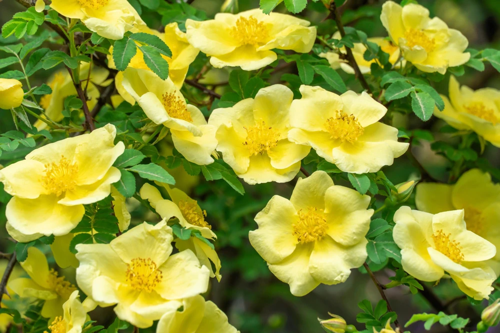 Father Hugo Rose Seeds - Golden Yellow Rosa Hugonis - 10 Seeds - Image 4