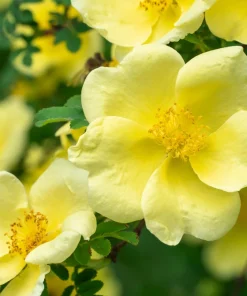 Father Hugo Rose Seeds - Golden Yellow Rosa Hugonis - 10 Seeds - Image 5