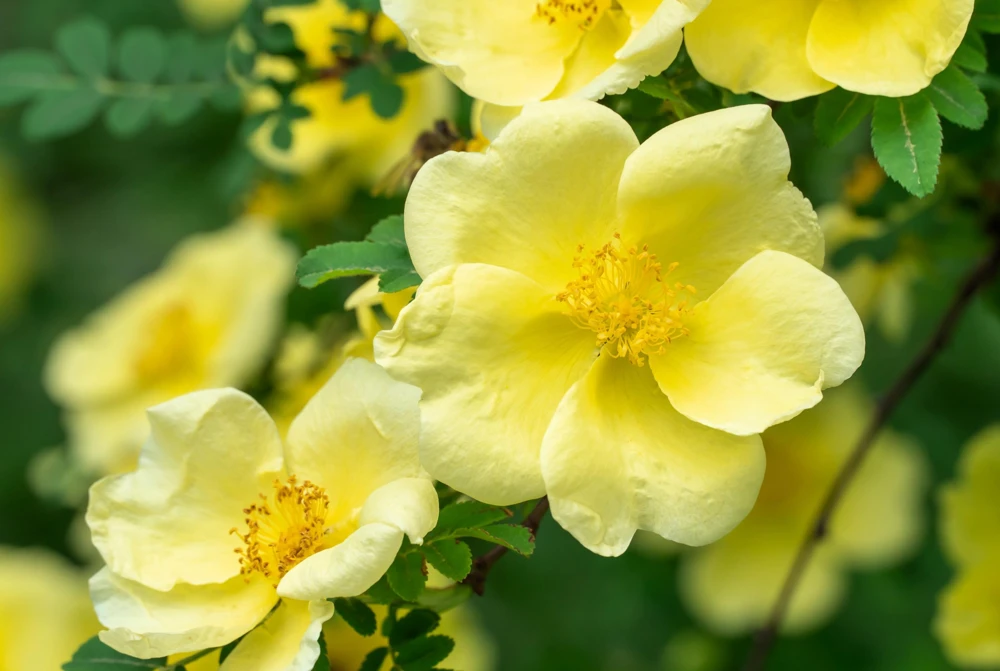 Father Hugo Rose Seeds - Golden Yellow Rosa Hugonis - 10 Seeds - Image 5