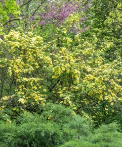 Father Hugo Rose Seeds - Golden Yellow Rosa Hugonis - 10 Seeds - Image 6