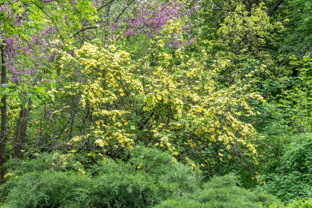Father Hugo Rose Seeds - Golden Yellow Rosa Hugonis - 10 Seeds - Image 6