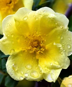 Father Hugo Rose Seeds - Golden Yellow Rosa Hugonis - 10 Seeds - Image 7
