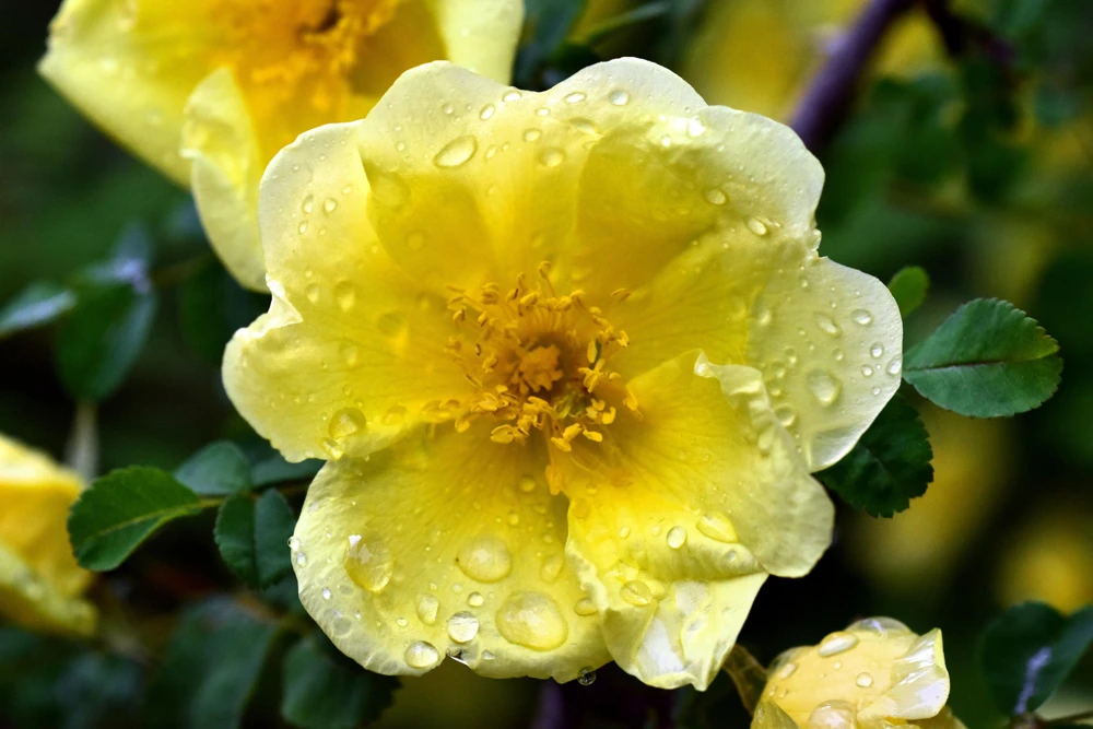 Father Hugo Rose Seeds - Golden Yellow Rosa Hugonis - 10 Seeds - Image 7