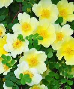 Father Hugo Rose Seeds - Golden Yellow Rosa Hugonis - 10 Seeds - Image 8