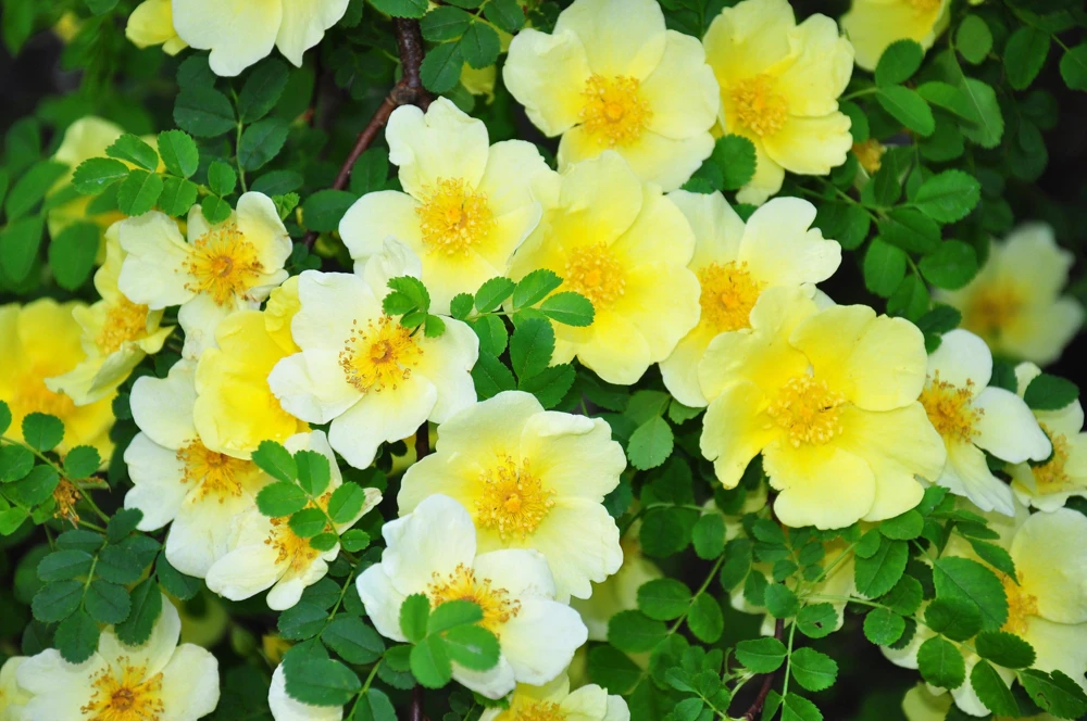 Father Hugo Rose Seeds - Golden Yellow Rosa Hugonis - 10 Seeds - Image 8
