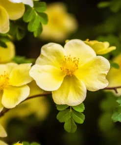 Father Hugo Rose Seeds - Golden Yellow Rosa Hugonis - 10 Seeds - Image 9