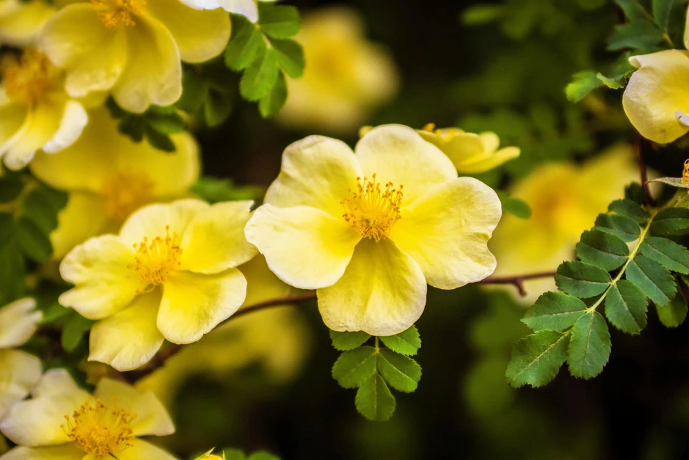 Father Hugo Rose Seeds - Golden Yellow Rosa Hugonis - 10 Seeds - Image 9
