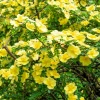 Father Hugo Rose Seeds - Golden Yellow Rosa Hugonis - 10 Seeds - Image 1