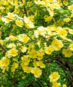 Father Hugo Rose Seeds - Golden Yellow Rosa Hugonis - 10 Seeds - Image 1