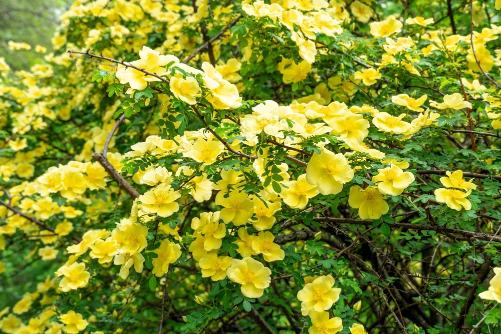 Father Hugo Rose Seeds - Golden Yellow Rosa Hugonis - 10 Seeds - Image 1