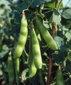 Fava Bean Seeds - 25 High-Yield Legume Seeds for Gardens & Containers - Image 2